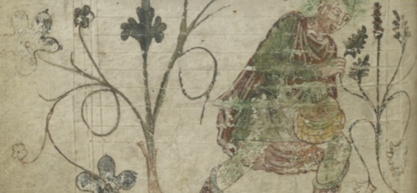 Gravure médiévale d'un homme qui cueille des plantes